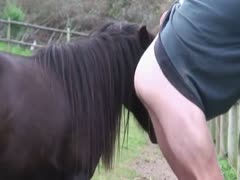Horse fucks a male or Pony breaks his ass in painful anal 